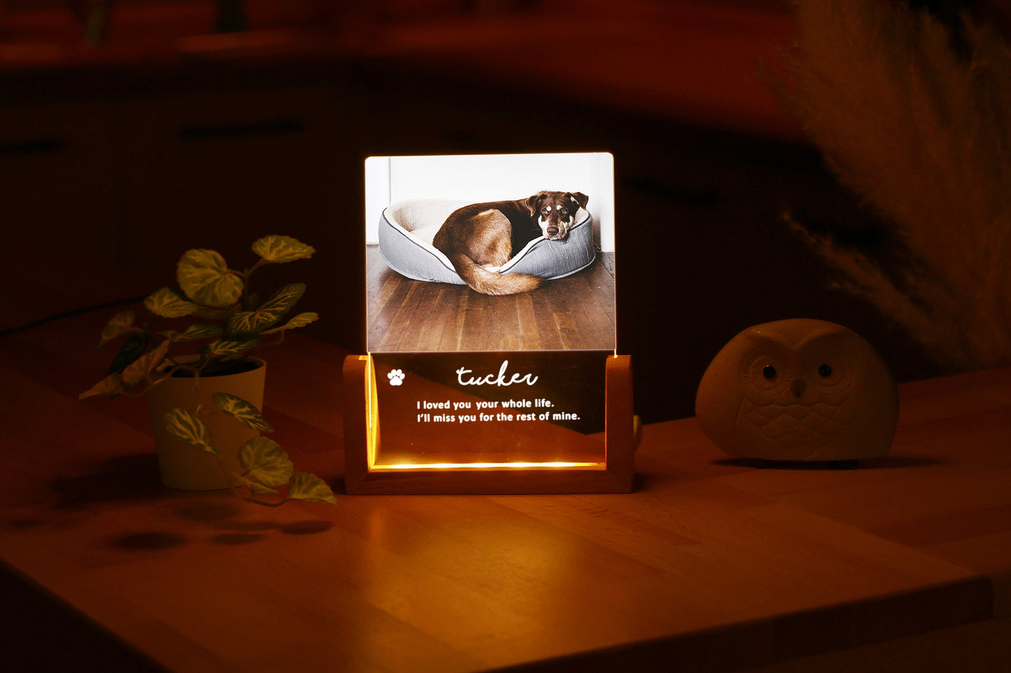 Personalized Pet Photo Remembrance, Pet Memorial Night Light, Photo Engraved LED Lamp Personalized