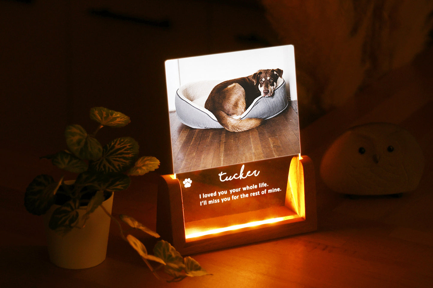 Personalized Pet Photo Remembrance, Pet Memorial Night Light, Photo Engraved LED Lamp Personalized