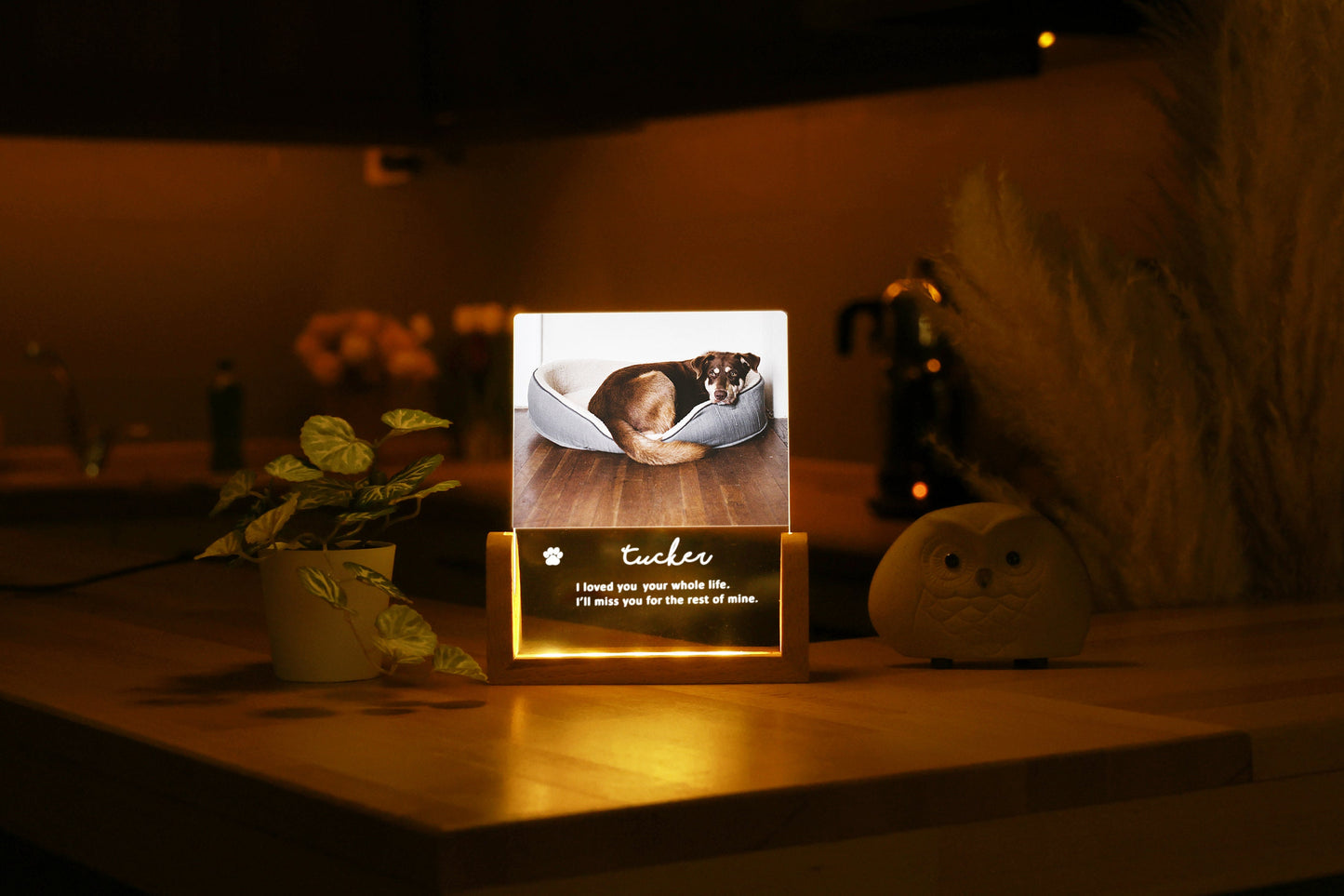 Personalized Pet Photo Remembrance, Pet Memorial Night Light, Photo Engraved LED Lamp Personalized